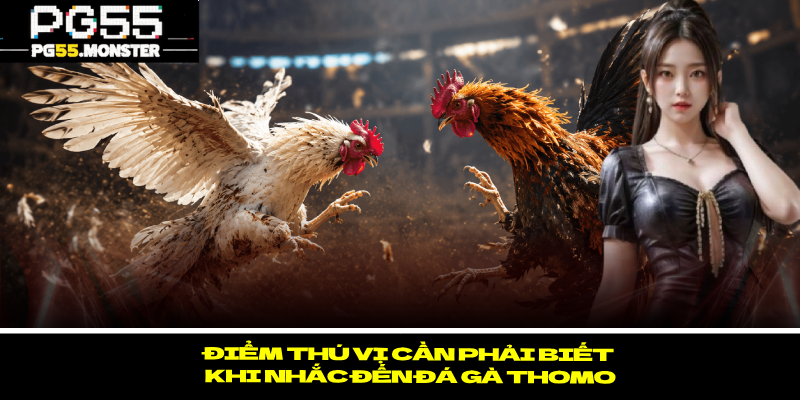 Đá Gà Thomo PG55 – Các Cú Đá Siêu Hấp Dẫn Của Chiến Kê 3 Điểm thú vị cần phải biết khi nhắc đến đá gà Thomo